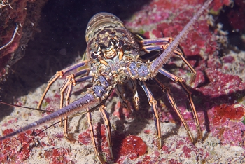 Caribbean Spiny Lobster<br>September 26, 2016