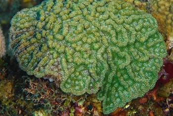 Ridged Cactus Coral (?)<br>September 27, 2016
