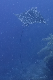 Spotted Eagle Ray<br>September 28, 2016