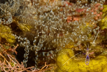 Pederson Cleaning Shrimp in front of Corkscrew Anemone<br>October 1, 2017