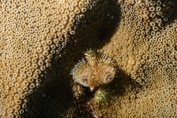 Christmas Tree Worm<br>October 6, 2017