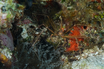 March 17, 2019<br>Arrow Crab near Corkscrew Anemone