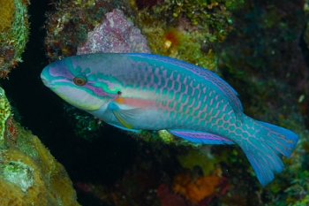 March 17, 2019<br>Stoplight Parrotfish