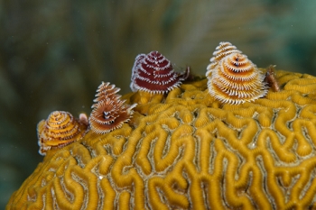March 17, 2019<br>A row of Christmas Tree Worms.
