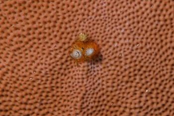 March 17, 2019<br>Christmas Tree Worm on coral