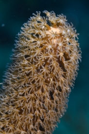 March 17, 2019<br>Close-up of the common Sea Rod
