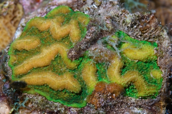 March 17, 2019<br>Some sort of plate coral in Green Bay Packers colors