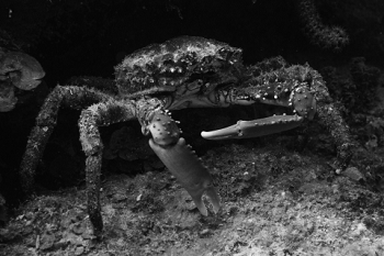 March 17, 2019<br>Channel crabs look creepier in black and white