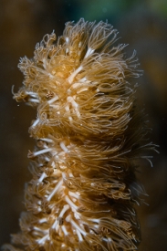 March 17, 2019<br>Close-up of a type of Sea Rod in current