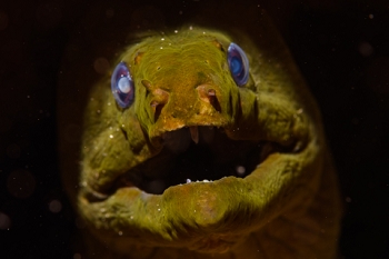 March 17, 2019<br>Where nightmares come from.  Green Moray eel.