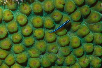 March 17, 2019<br>Neon Goby on coral