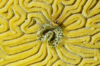 March 17, 2019<br>Star Horseshoe Worm