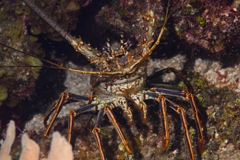 March 17, 2019<br>Caribbean Lobster