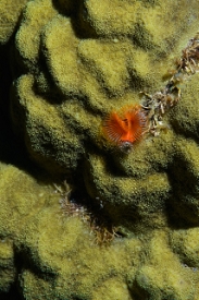 March 17, 2019<br>Star Horseshoe Worm on coral