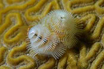 March 17, 2019<br>Christmas Tree Worm