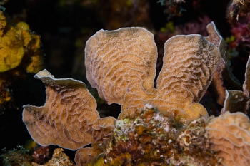 March 17, 2019<br>Scaled Lettuce Coral