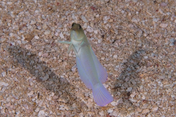 March 18, 2019<br>Yellowheaded Jawfish