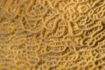 March 18, 2019<br>Fragile Saucer Coral