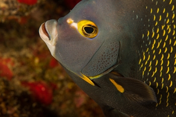 March 18, 2019<br>French Angelfish