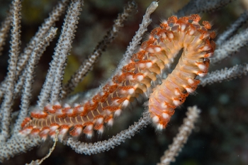 March 18, 2019<br>Bearded Fireworm