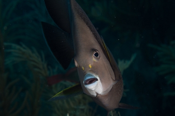 March 18, 2019<br>French Angelfish