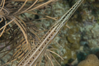 March 18, 2019<br>Trumpetfish from above