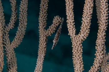 March 18, 2019<br>Filefish hide in Knobby Sea Rods and constantly try to stay on the other side of a branch.