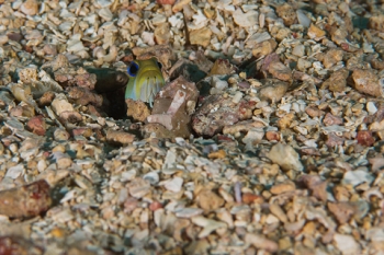 March 18, 2019<br>Yellowheaded Jawfish