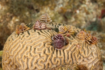 March 18, 2019<br>Lots of Christmas Tree Worms on this Brain Coral