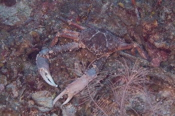 March 18, 2019<br>Channel Crab