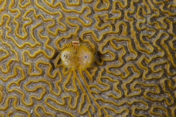 March 18, 2019<br>Christmas Tree Worm on coral
