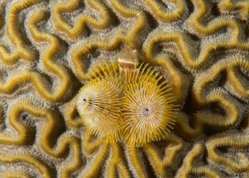 March 18, 2019<br>Christmas Tree Worm