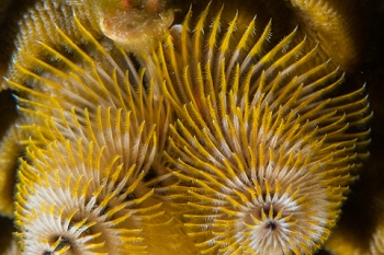 March 18, 2019<br>Christmas Tree Worm details