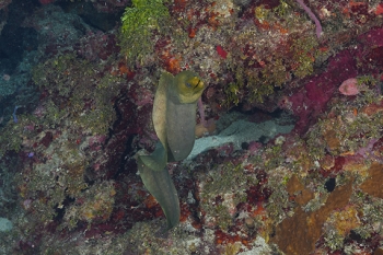 March 18, 2019<br>David had been killing Lionfish at this dive site and was up to number 6.  He kept #6 for himself, and trimmed it up during the dive with a pair of scissors he dives with.  He put in in a crevice for safekeeping while he went to spear #7.  And along comes this Moray Eel.