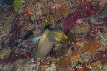 March 18, 2019<br>Moray Eel smells Lionfish and is coming at me to look for some.