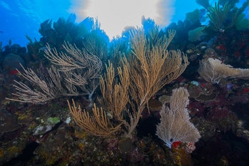 March 18, 2019<br>Sea Fans on the wall.