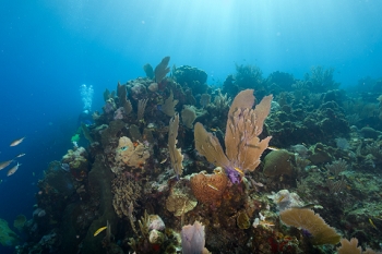 March 18, 2019<br>Just a typical scenic view in the sun underwater in Roatan.