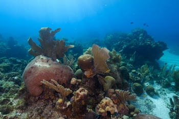 March 18, 2019<br>Healthy reefs in Roatan.