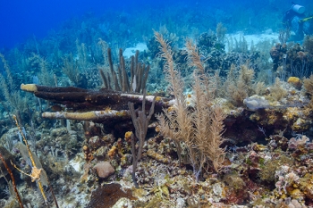 March 19, 2019<br>Fallen Pillar coral