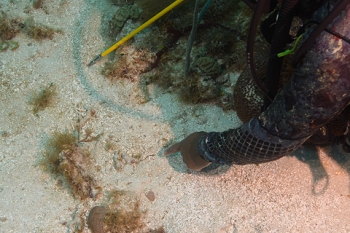 March 19, 2019<br>David pointing to a pipefish.
