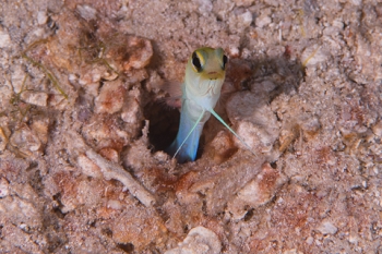 March 19, 2019<br>Yellowheaded Jawfish