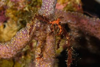 March 19, 2019<br>Decorator Crab - they are hard to make out.