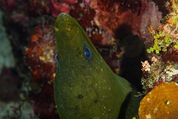March 19, 2019<br>Green Moray Eel peeks out at me.