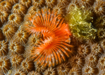 March 19, 2019<br>Star Horseshoe worm