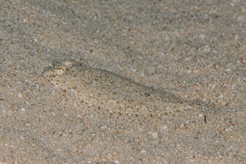 March 19, 2019<br>Peacock Flounder