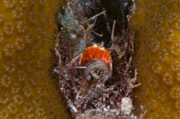 March 19, 2019<br>Star Horseshoe Worm caught in the act of pulling into its hole.