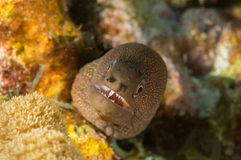 March 20, 2019<br>Goldentail Moray Eel 