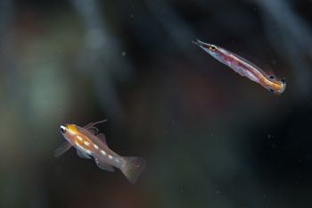 March 20, 2019<br>A test of autofocus (heavy crop).  Du50 was able to lock onto the small fish on lower left.  always wondered what they looked like.  Arrow Blenny on the right.