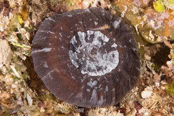 March 20, 2019<br>Atlantic Mushroom coral