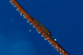 March 20, 2019<br>Wire Shrimp